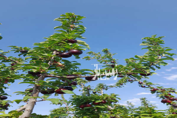 باغ با متراژ۵۰۰۰ دارای اسخر و ۵ ساعت آب ملکی-4