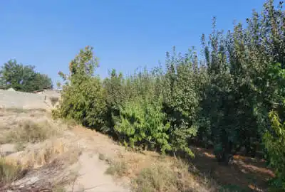 باغ میوه با بر ۱۴ واقع در شهرک رزکان کوچه گودکزی