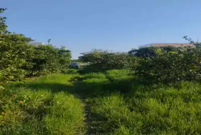 زمین ۲۶۰ متری بافت کشاورزی جاده دریا روستای آبمال