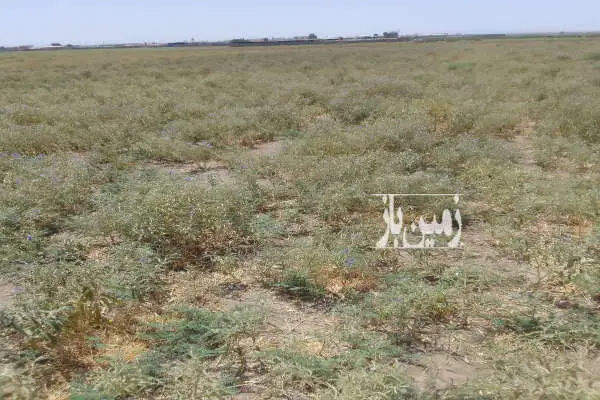 ۱۲۰ متر زمین باغ و باغچه ابعاد ۱۰ در ۱۲ روستای محمد اباد - تصویر 2