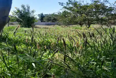 زمین باغی ۱۴۰متر در روستای نقیب کلای بابل