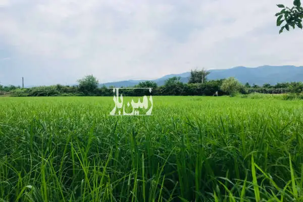 یک هکتار زمین کشاورزی با خونه ۶۰ متری پلاک ۲ از دریا - تصویر 1