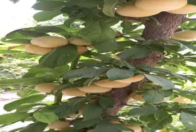 باغ شهری روستای شاه قطب الدین ۱۲۰۰ متر مشرف به اتوبان شیراز اصفهان