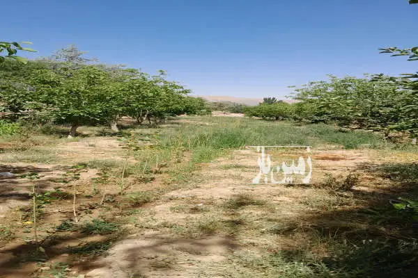 زمین زراعی به متراژ ۳۸۰۰ متر در روستای الویجان - تصویر 3