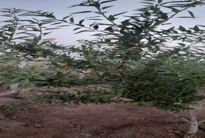 باغ بادام ۴۶۸۵ متر فنس کشیده شده محمدیه حصارخروان