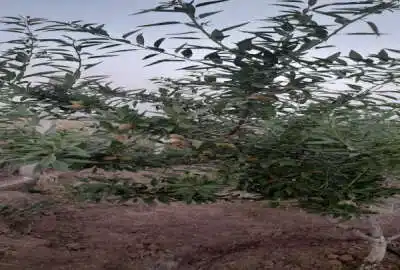 باغ بادام ۴۶۸۵ متر فنس کشیده شده محمدیه حصارخروان