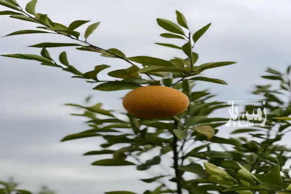 زمین ۱۰۰۰ متر باغچه برق دار نزدیک به مرکز شهر در شهرک مهاجرین - تصویر 3