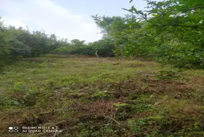 زمین مسکونی ویودار پای کوه ۷۵۰ متر انشعابات
