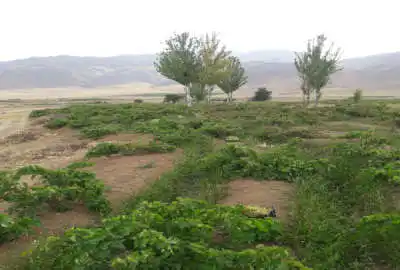 ۲ هکتار زمین در روستای دولت آباد کرون سند شش دانگ