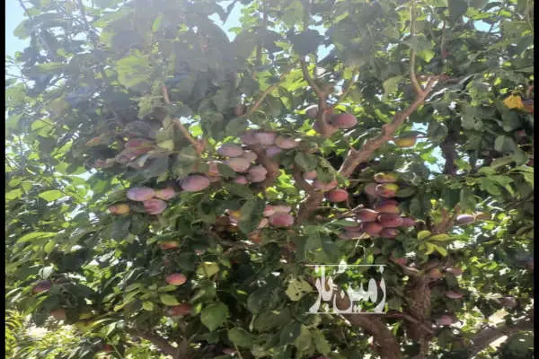 باغ میوه با بازدهی مناسب و موقعیت عالی ۱۰ هکتار - تصویر 3