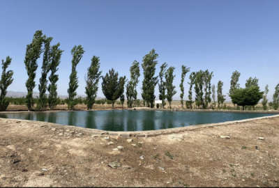 باغ میوه با بازدهی مناسب و موقعیت عالی ۱۰ هکتار