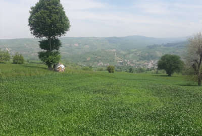زمین زراعی ۷۵۰ متر در میاندرود دارابکلا