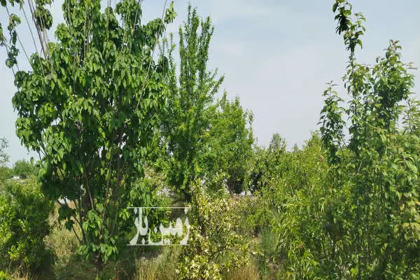 باغ مرکبات ۲۵۰۰ متر کمربندی غربی بندارخیل روستای آخرسر - تصویر 2