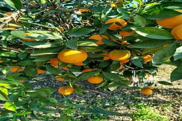 باغ مرکبات ۲۵۰۰ متر کمربندی غربی بندارخیل روستای آخرسر - تصویر 4