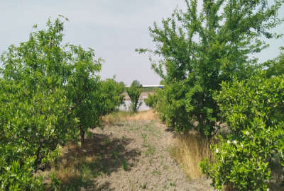 باغ مرکبات ۲۵۰۰ متر کمربندی غربی بندارخیل روستای آخرسر