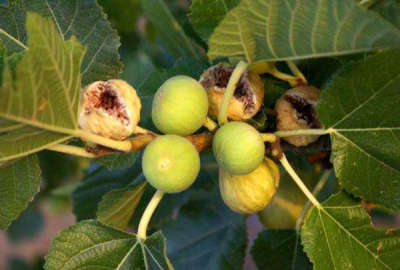 باغ انجیر به مساحت ۵ هزار متر مربع با ۷۵ درخت روستای مبارک آباد