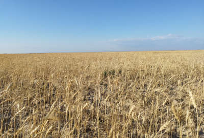 ۶۰ هکتار زمین فروشی کشاورزی روستای محمدی اطراف گناوه و بخش ریگ