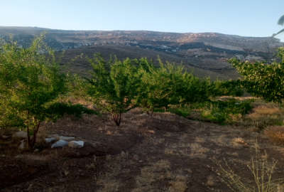 باغ گردو و بادام فروشی مزرعه یوسف کوه ۶ و نیم هکتار