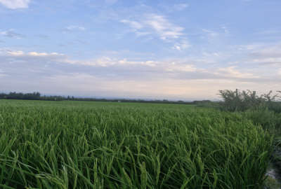 زمین فروشی ۲۰۰۰ متر شالیزاری جاده جویبار روستای صلحدارکلا