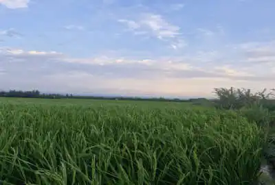 زمین فروشی ۲۰۰۰ متر شالیزاری جاده جویبار روستای صلحدارکلا