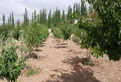 باغ مسکونی فروشی ۶۵۰۹ متر در منطقه خوش اب هوا گردنه کوهین