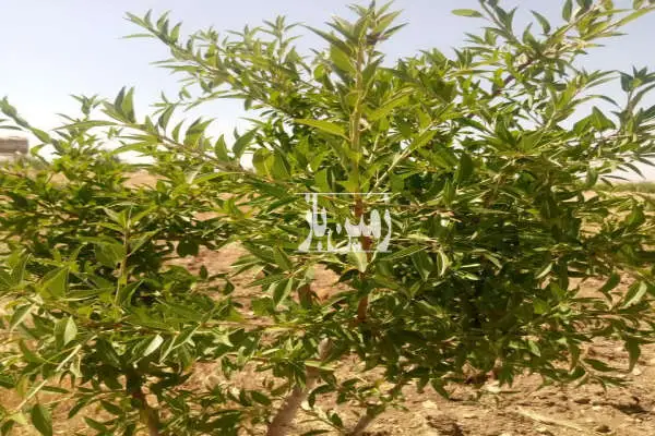 ۲۰۰۰ متر باغ بادام فروشی سه ساله واقع در ماهیدشت - تصویر 3