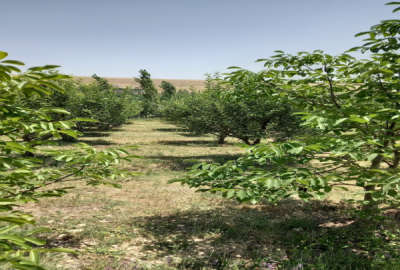 باغ زراعی فروشی ۲۰۰۰ متری روستای نام آور تپه سر