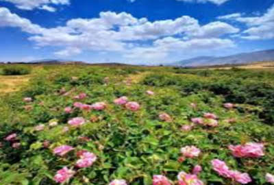 زمین باغی کشاورزی ۳۰۰۰ متر میمند فارس فروشی