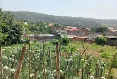 زمین فروشی در روستای زرین آباد علیا ۲۰۰ متری