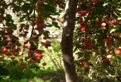 باغ گردو فروشی ۳۴۰۰ متر روستای احمدآباد همراه درخت تبریز