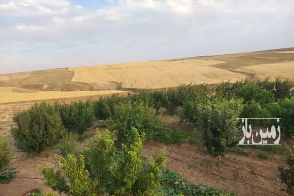 باغ میوه ۸ ساله در شهرستان مراغه روستای پالچقلو ۲ هکتار - تصویر 2