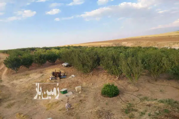 باغ میوه ۸ ساله در شهرستان مراغه روستای پالچقلو ۲ هکتار - تصویر 4