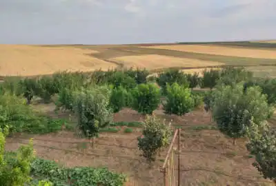 باغ میوه ۸ ساله در شهرستان مراغه روستای پالچقلو ۲ هکتار