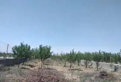باغ فروشی ۵۷۵ متر واقع در تنکمان محمد آباد خالصه