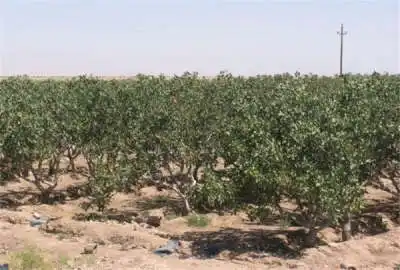 زمین باغ و کشاورزی فشافویه روستای انیس آباد دو قطعه ۶٠٠ متری