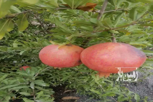 زمین ۲۷۵ متری تجاری خور بر خیابان ۲۵ متری بهشهر - تصویر 4