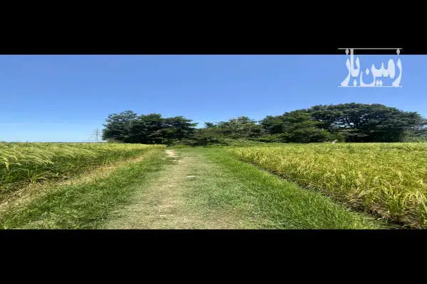 باغ فروشی در احمد گوراب رشت به متراژ ۹۵۰۰ متر - تصویر 3