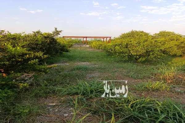 ۶۰۰ متر زمین کشاورزی با انواع درختان ساری کمربندی غربی روستای زرگر - تصویر 2