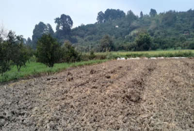 زمین شالیزاری به متراژ تقریبی ۸۰۰ متر در روستای هفتن
