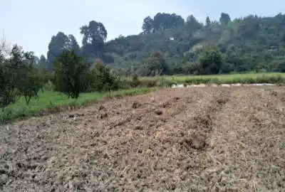 زمین شالیزاری به متراژ تقریبی ۸۰۰ متر در روستای هفتن