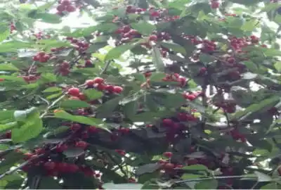 زمین ساری چهاردانگه روستای وری مناسب ساخت ویلا و خانه هزار متری