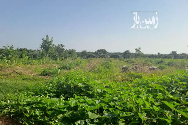 زمین ۲۰۰۰ متری روستای امامدشت عباس اباد - تصویر 4