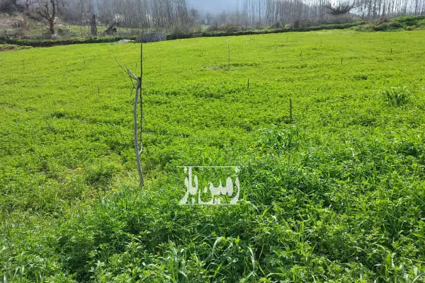 زمین باغی ۶۰۰۰ متری در روستای استخر سر پلسفید - تصویر 2