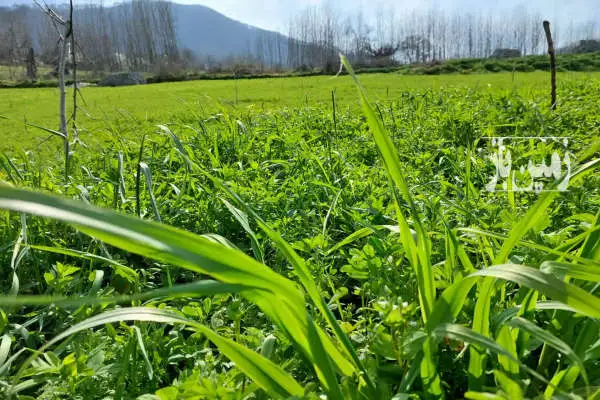 زمین باغی ۶۰۰۰ متری در روستای استخر سر پلسفید - تصویر 3