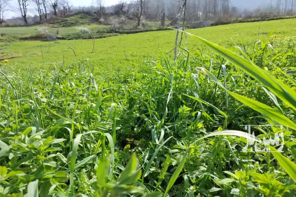 زمین باغی ۶۰۰۰ متری در روستای استخر سر پلسفید - تصویر 4
