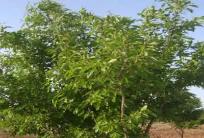 زمین کشاورزی با محصولات گل محمدی و بادام میمه روستای ازان