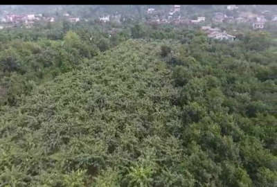 ۱۶۰۰۰ متر باغ مرکبات شیرود روستای درویش سرا