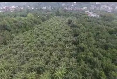 ۱۶۰۰۰ متر باغ مرکبات شیرود روستای درویش سرا