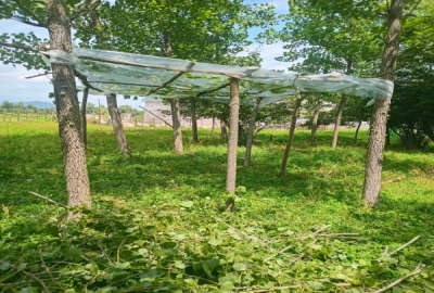 زمینی مسکونی فروشی در روستای گنجار ۵۶۰ متر