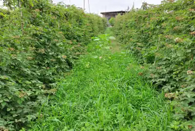 خونه باغ دنج امن و آرام ۱۱۶۰ متر زمین در ذغالچال ساری